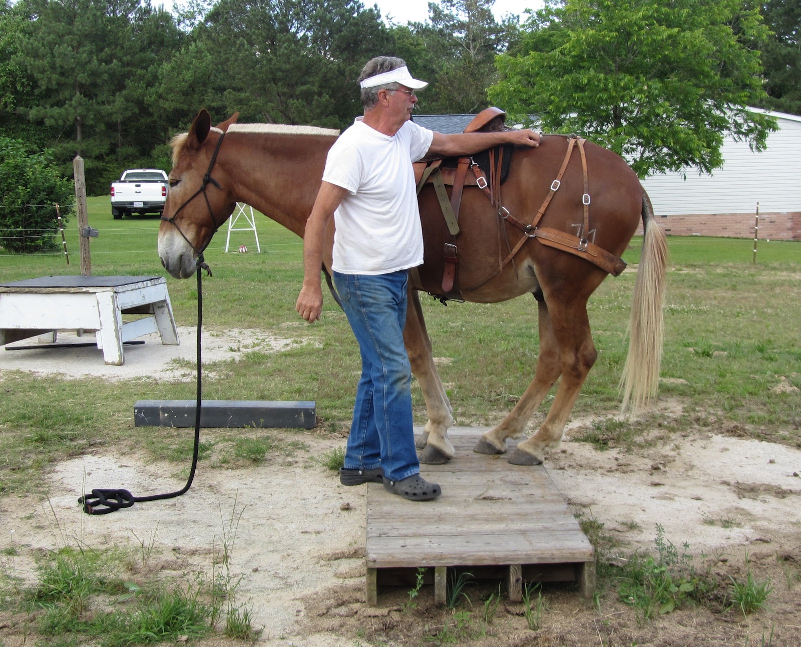 St.Clair Red Mule Farm Mule & Donkey Adventures June 2012