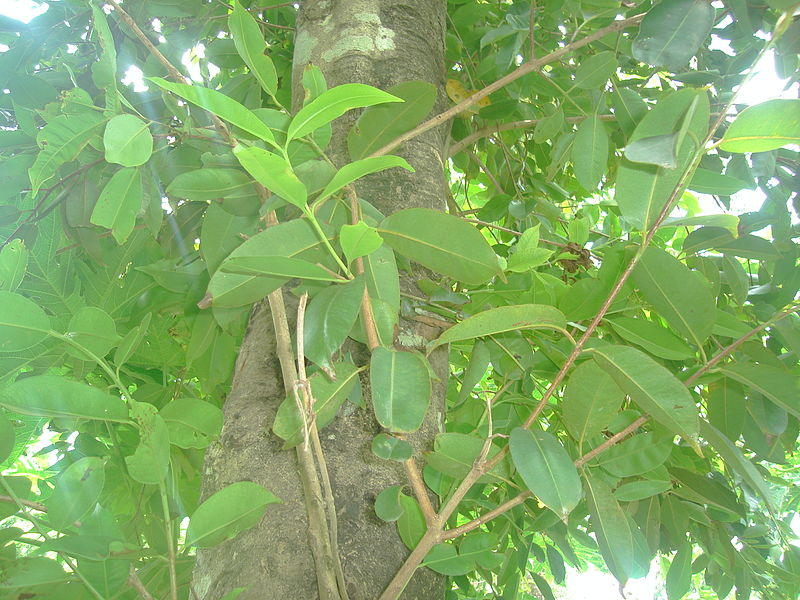 We love Our Bangladesh Jambul(Jaam/Jam/Kalojaam) is one of the