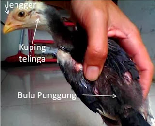 Anak Ayam Jantan 1 bulan ayam jantan 1 bulan
