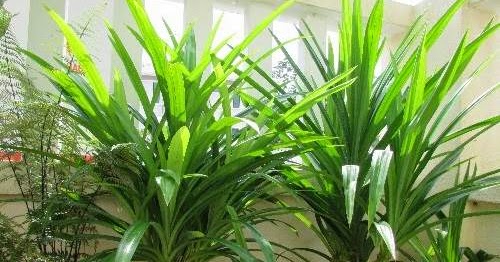 10 Manfaat Daun Pandan Wangi untuk Kesehatan dan Rambut