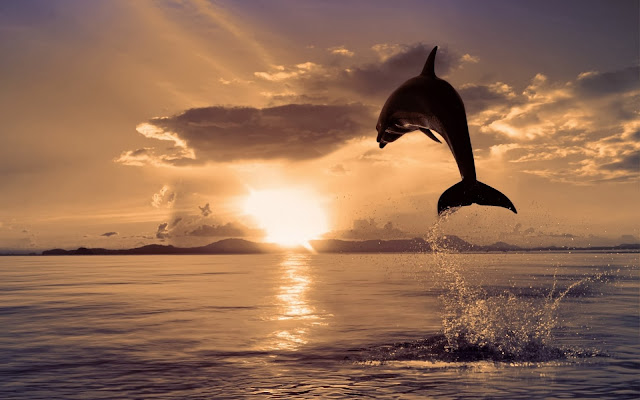 Beautiful Dolphin Jumping From Shining Water