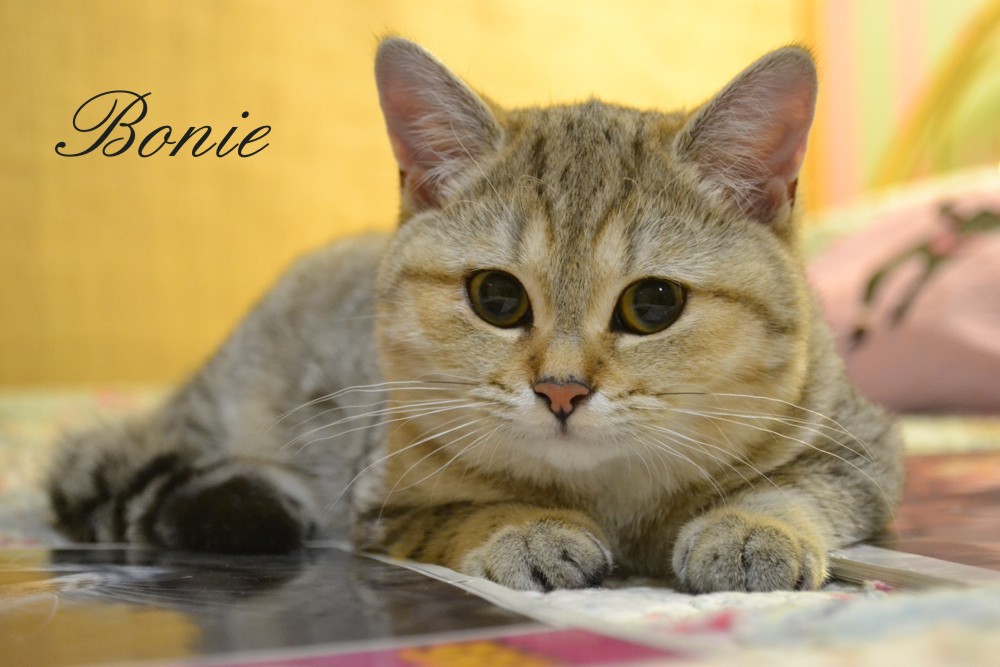 Si Silverbuttons Cattery Of Silver And Golden Shaded British