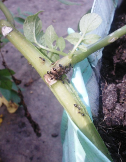 ants devouring the base of a potato plant stem