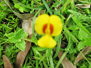 "Mickey Mouse" flower on Kaas Plateau.