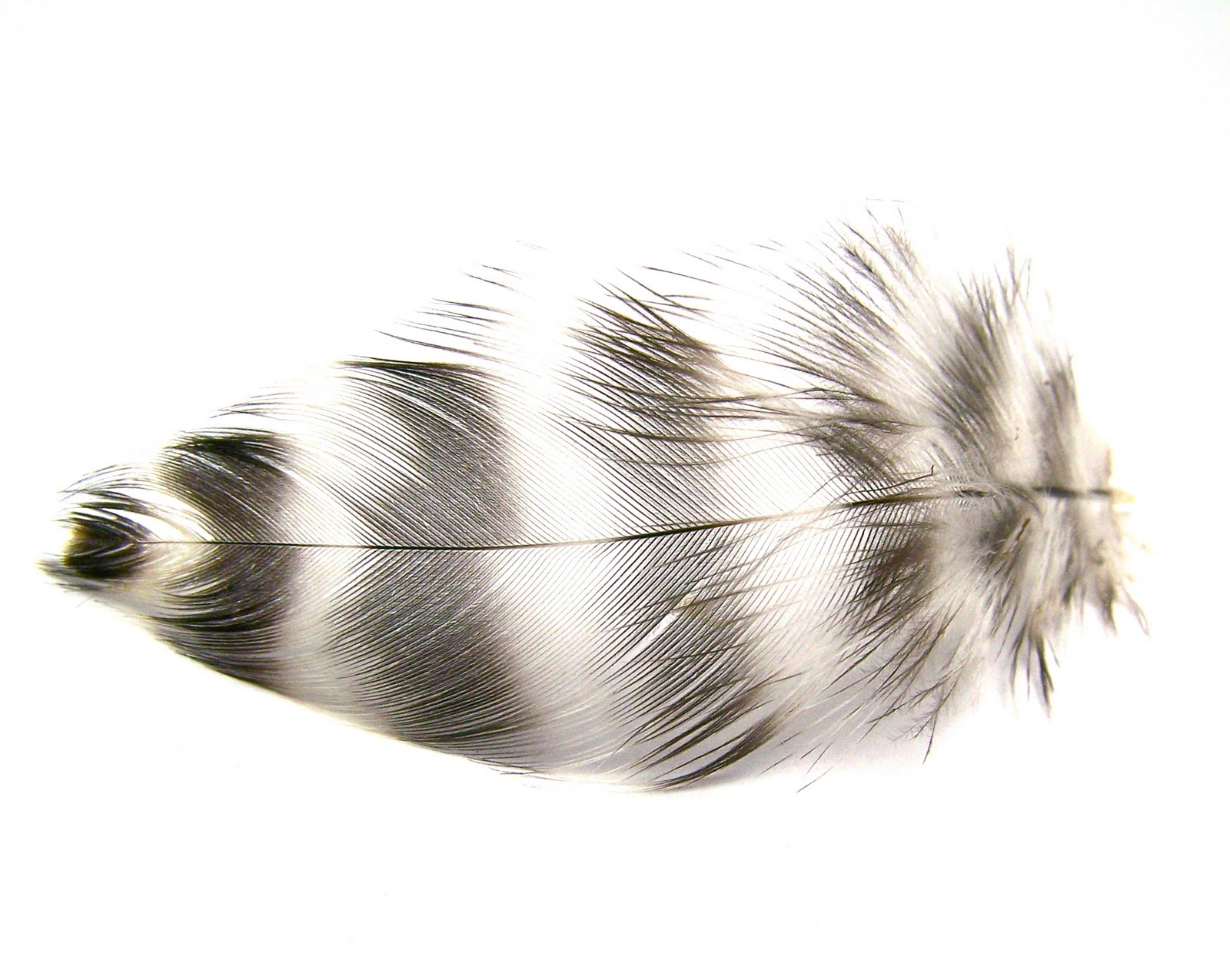 Nangijala Jewelry Chicken Feather