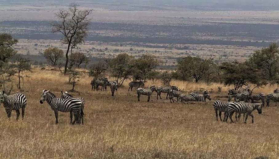 Wildlife cams Zebras in Kenya