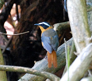 White-Browed Robin-Chat