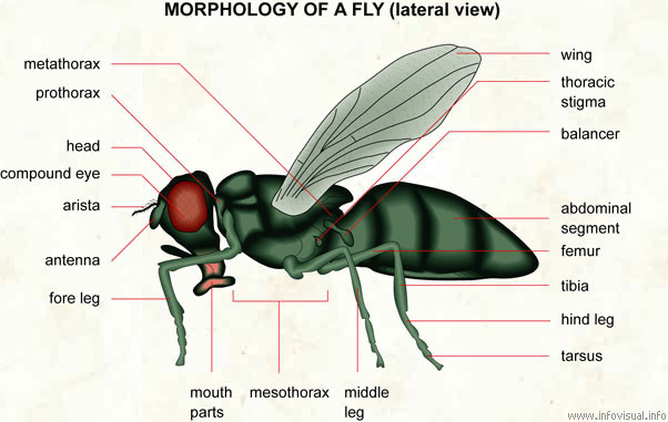 3.bp.blogspot.com/-YwvyyWGCd_g/Tel1umV9dzI/AAAAAAAAAE0/D10Y99VSNuY/s1600/040-morphology-of-a-fly-lateral.jpg