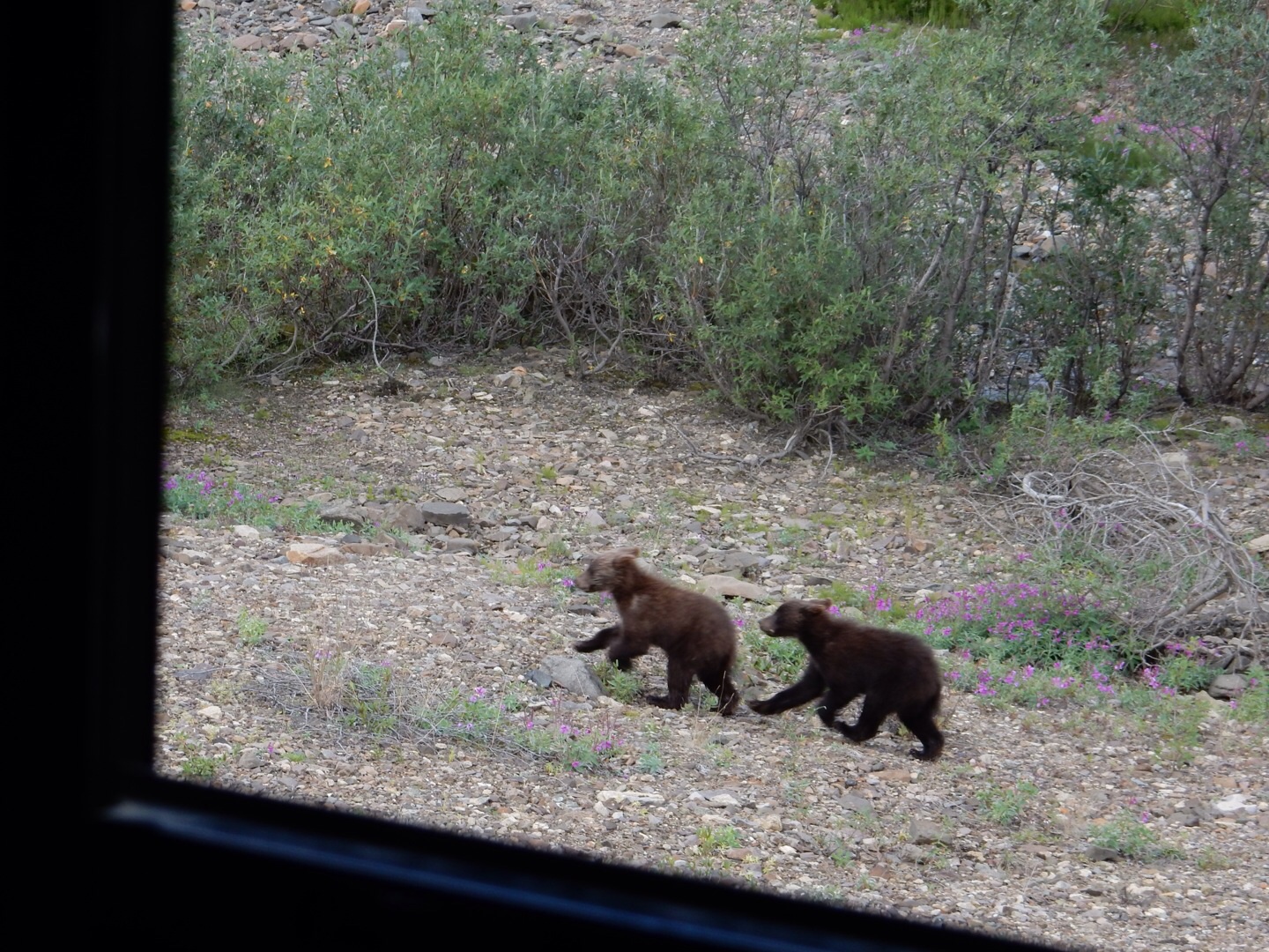 Denali 12 bear cubs