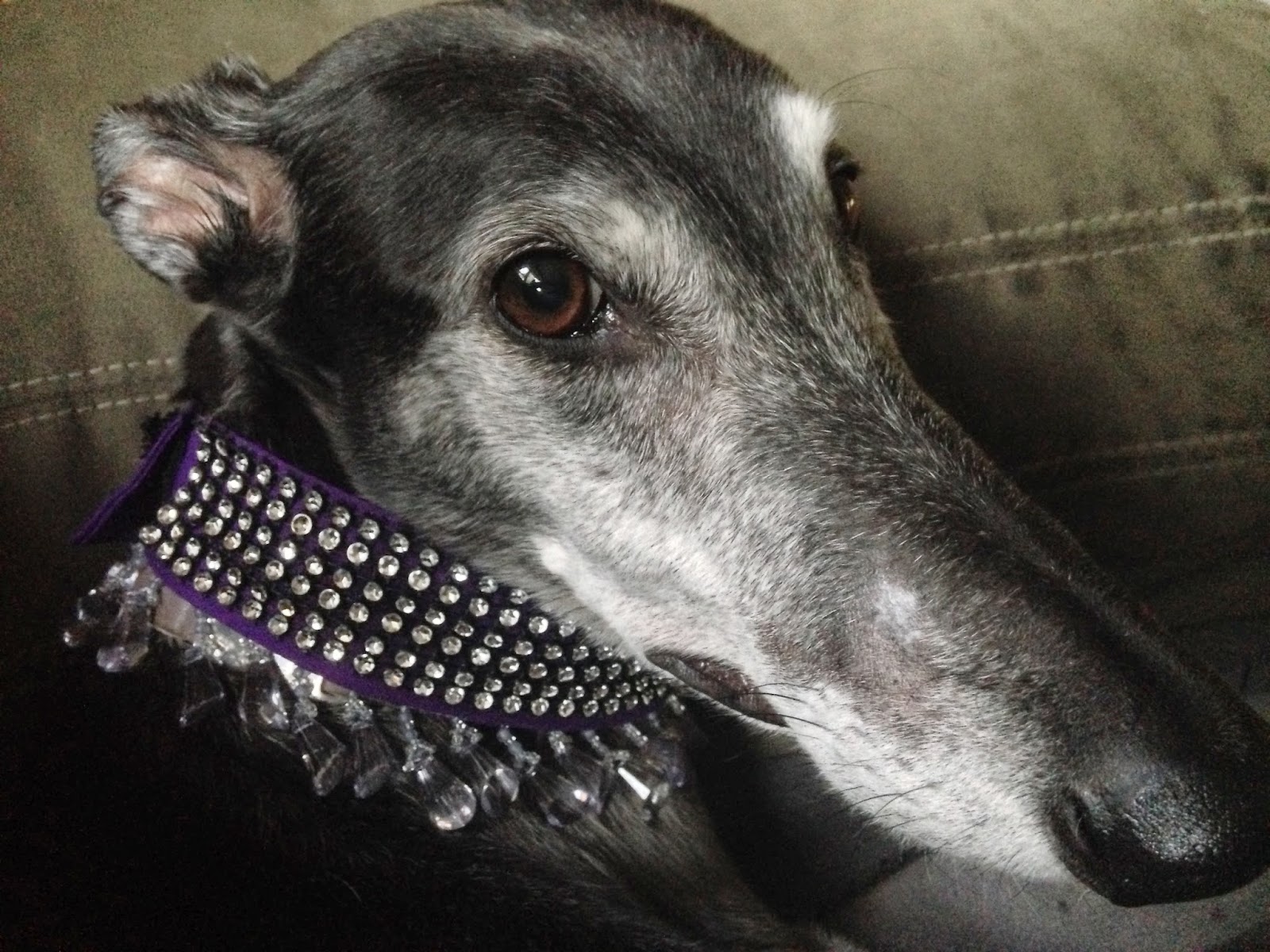Bettina Greyhound and her new fancy collar