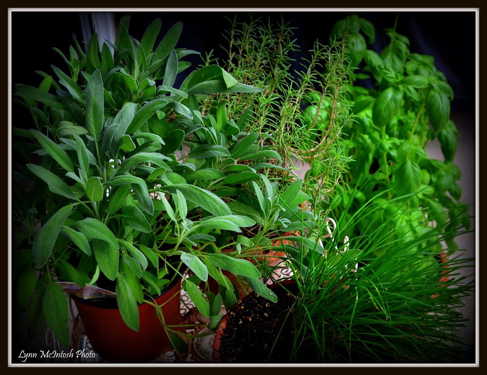 Southwest Florida Gardener Little Herb Garden