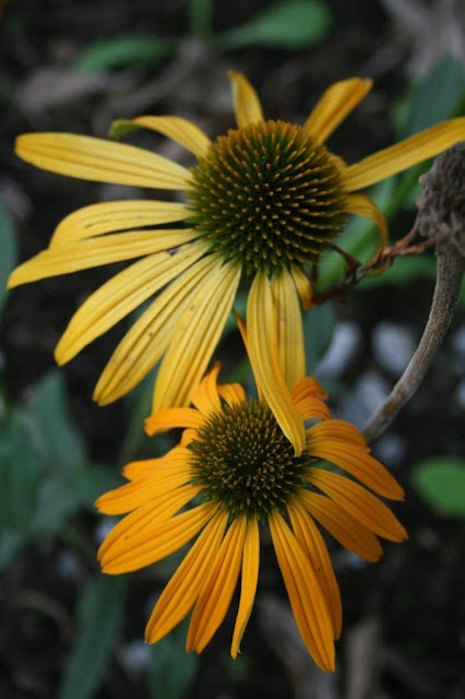 Echinacea 'Now Cheesier'