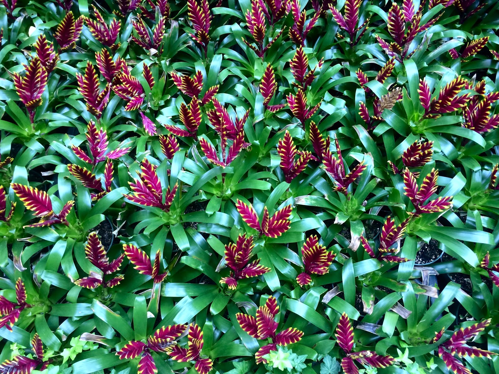 Red House Garden Winter Vacation! Flowers on the Las Vegas Strip