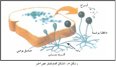 ان طريقه التكاثر في الفطريات الدقيقه مثل عفن الخبز والخميره بيت العلم