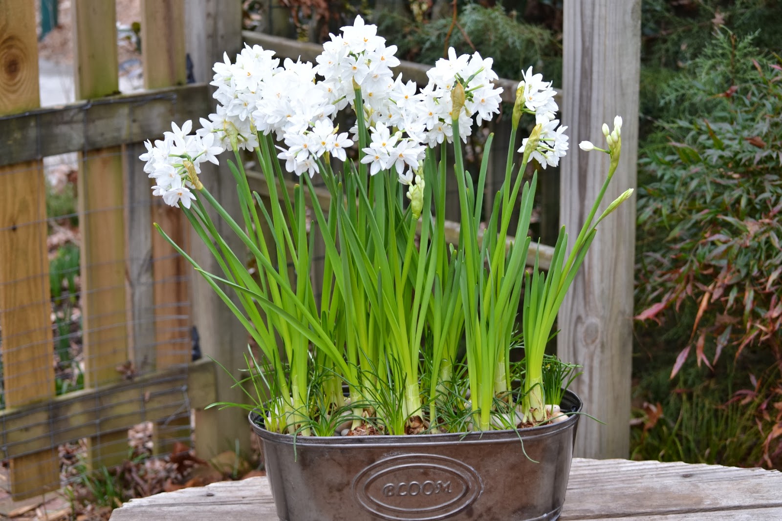 Wedding Flowers from Springwell Paperwhites For Weddings