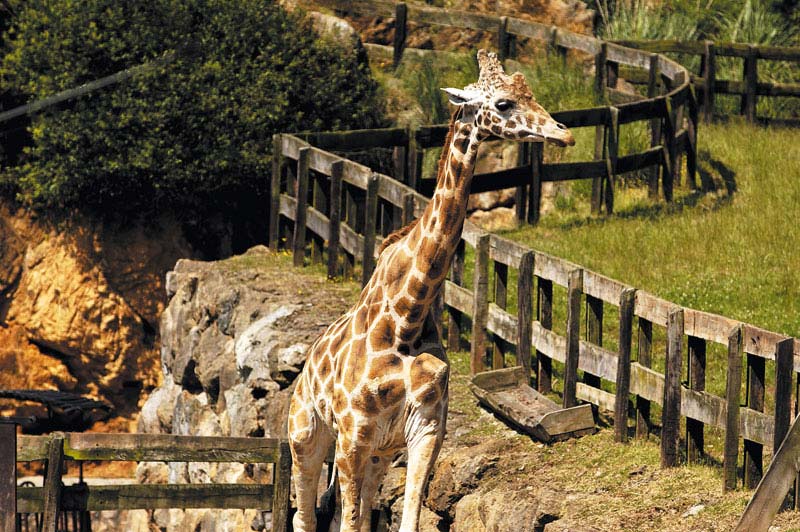 Parque de la Naturaleza de Cabárceno