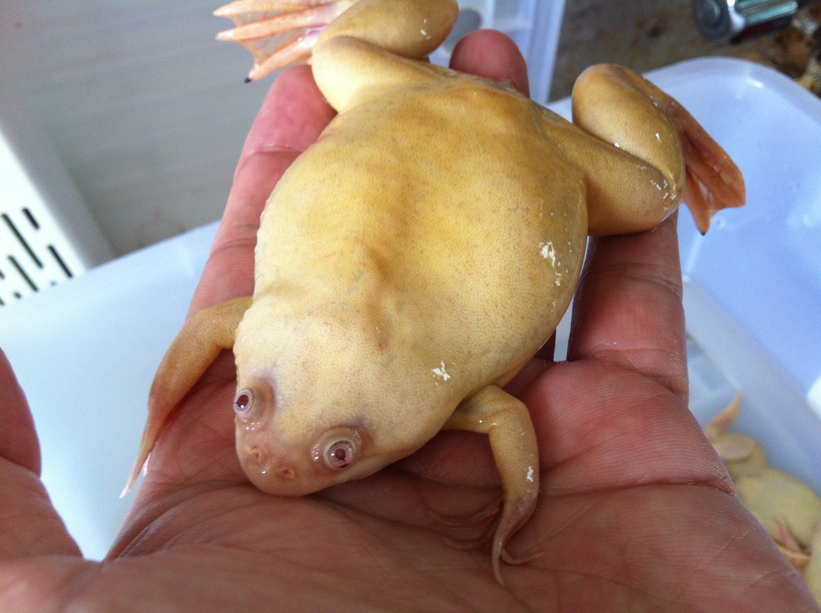 albino underwater frog