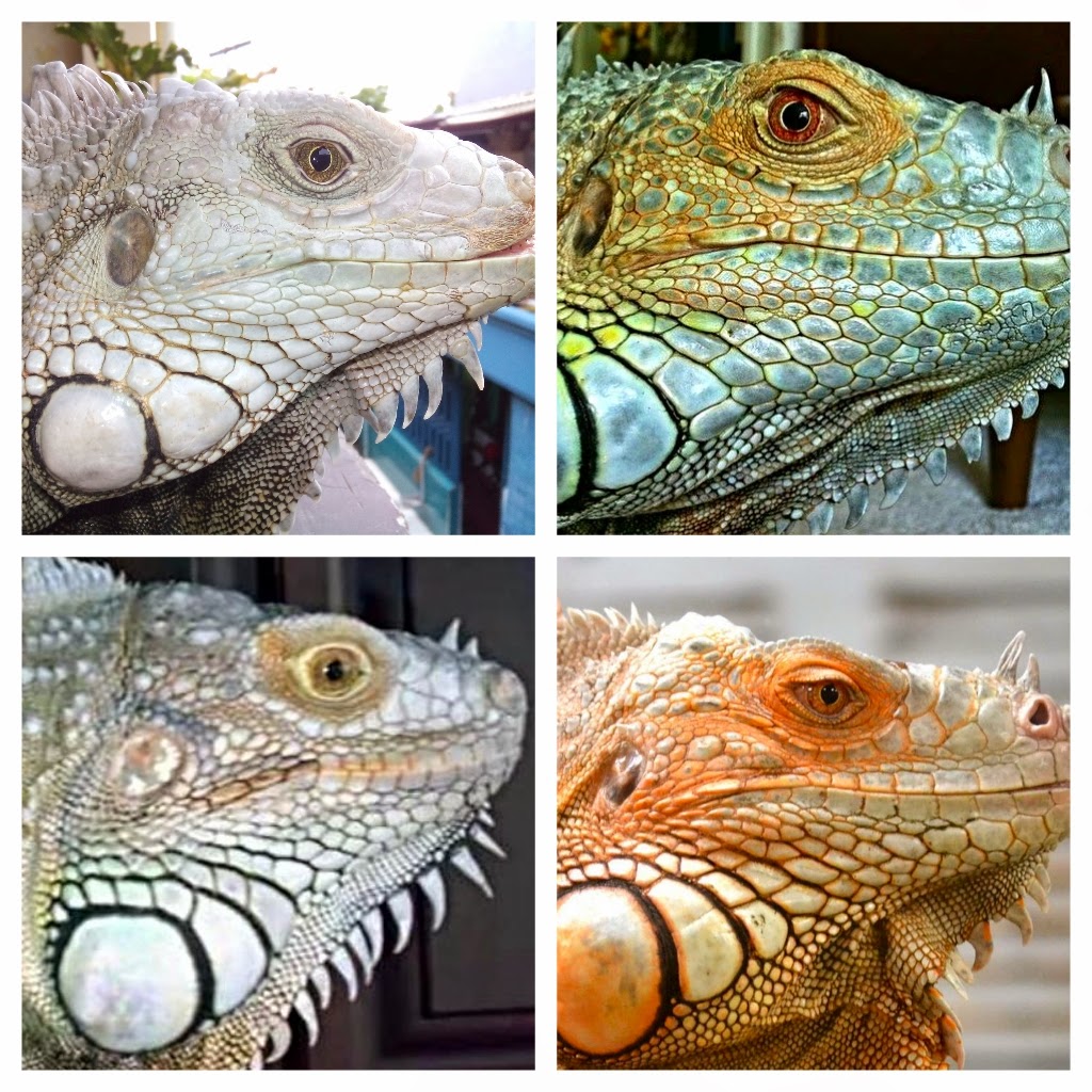 iguana dan bagian tubuhnya