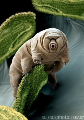 不死生物 水熊蟲 tardigrade