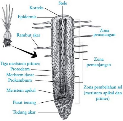 Ciri ciri pertumbuhan primer dan sekunder