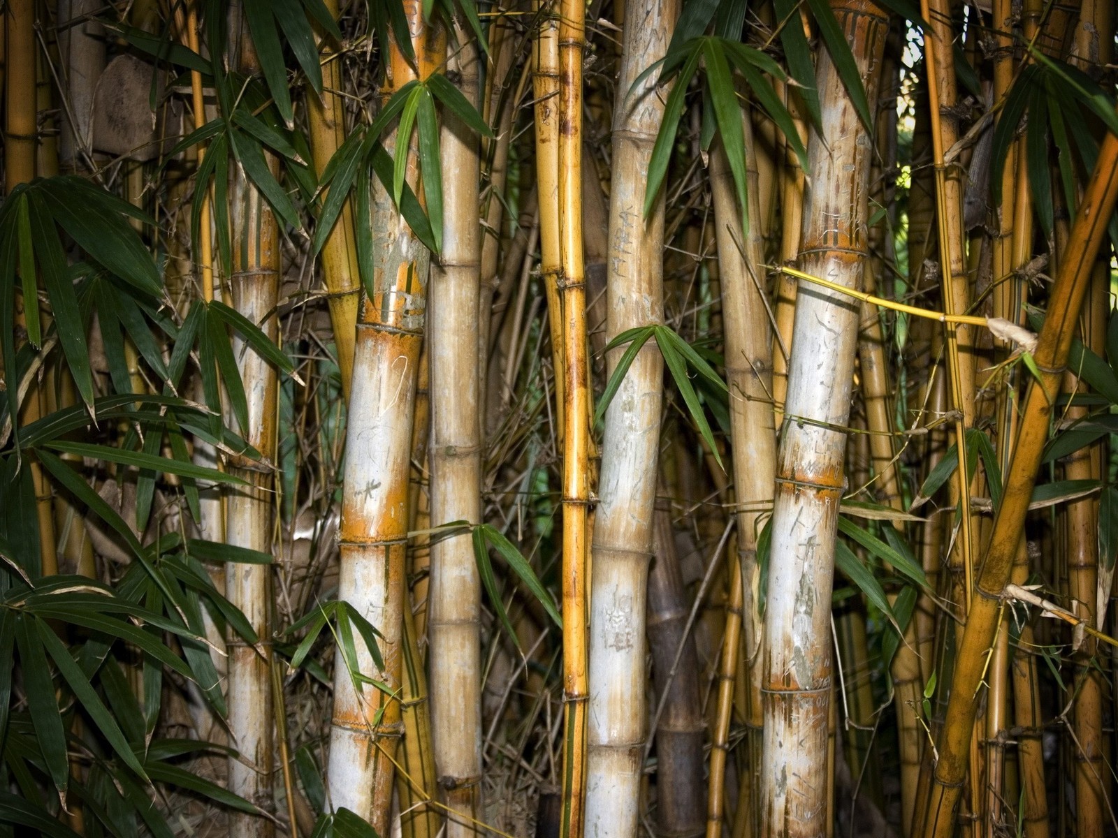 http://3.bp.blogspot.com/-Yz5rbK1gbH0/Tq0bfV1iQ5I/AAAAAAAABec/pDhI0UYCqBY/s1600/bamboo_forest_wallpaper2011.jpg