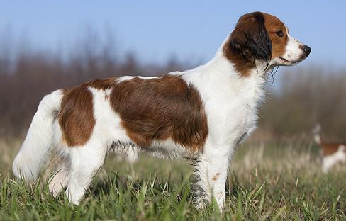 black tipped sable springer spaniel