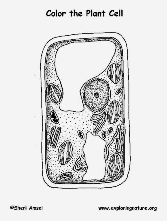 Printables Plant Cell Coloring Worksheet plant cell coloring sheet free page exploring nature educational resource