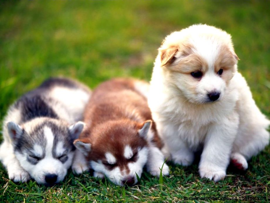 Puppy Desktop Wallpaper HD Wallpapers Puppy Desktop Wallpaper HD Wallpapers