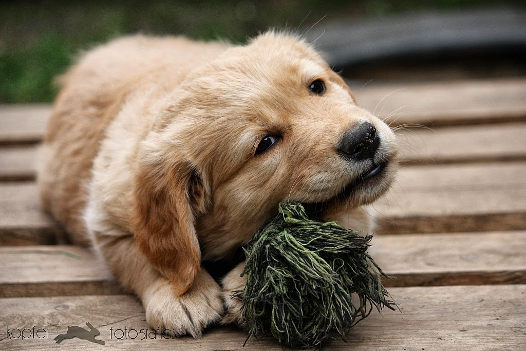 Kopfer Fotografie Dark Golden Retriever Welpe