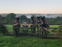 The Exmoor Ponies (and Donk!)