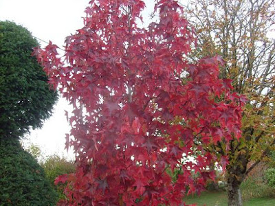 Roses Du Jardin Cheneland Viburnum Plicatum Mariesii