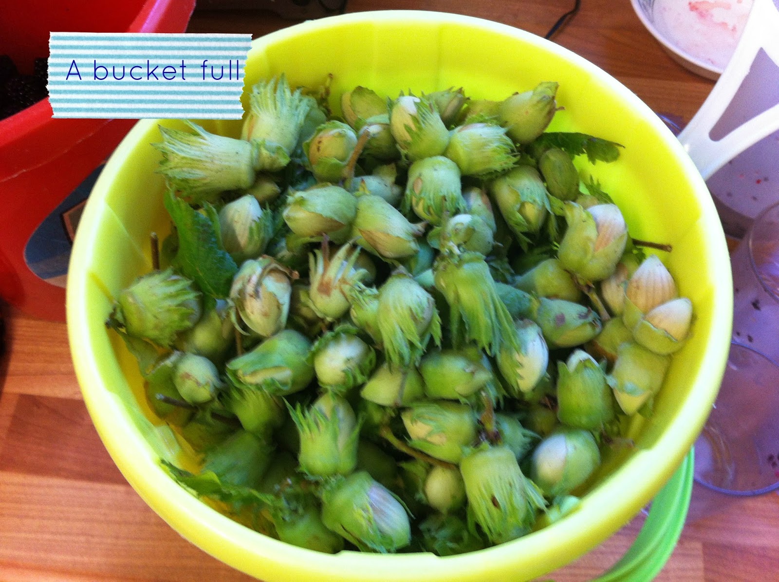 Mummy From The Heart Hazelnut picking how and when?