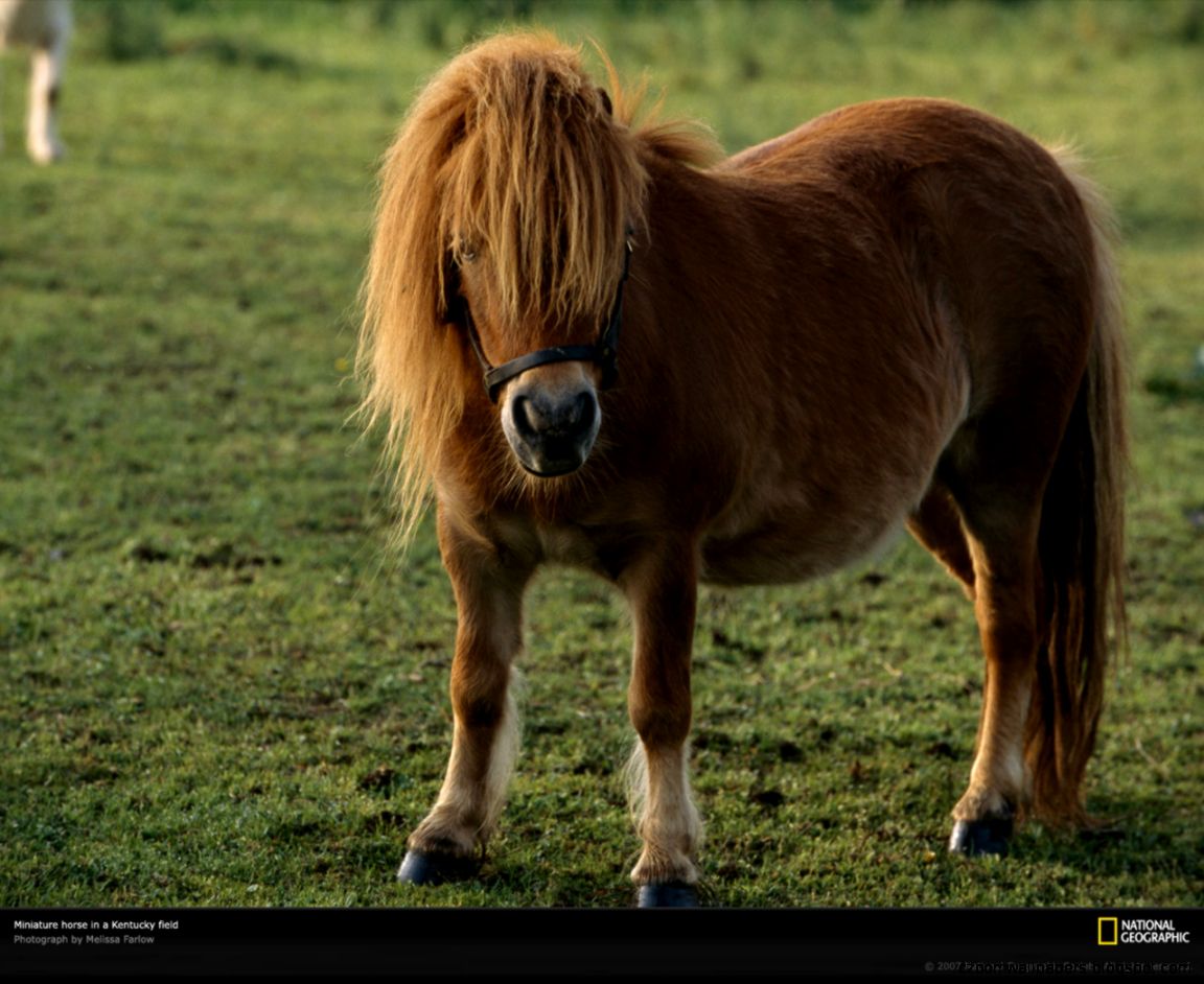 Miniature Horse Picture 9483 Miniature Horse Picture 9483