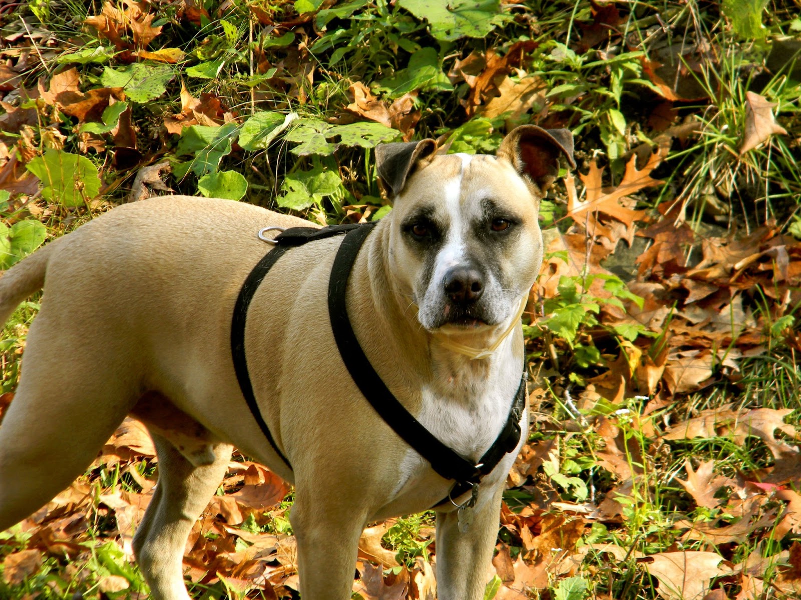 Corning NY Step by Step