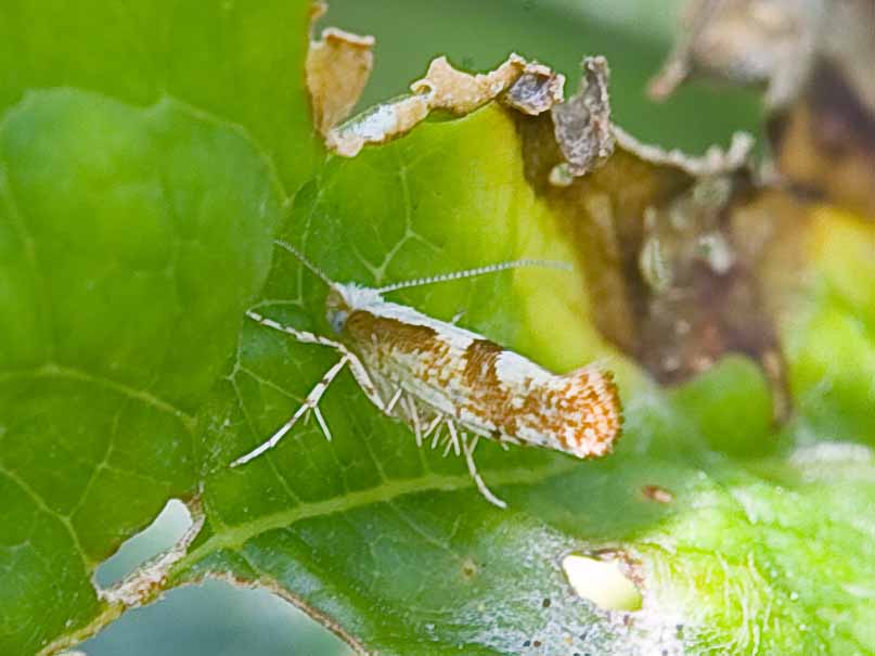 SP9326 Garden Moths July 2011