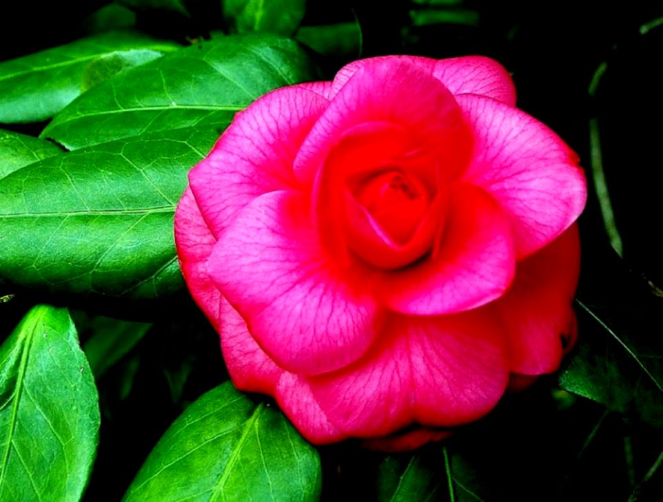 State Flowers Free Wallpapers HD State Flowers Free Wallpapers HD