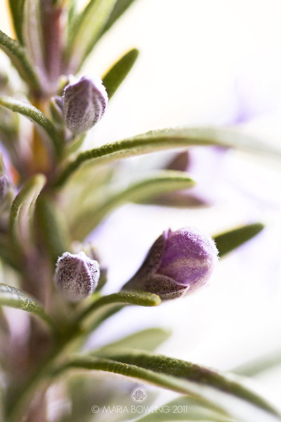 Pretty Medicine Rosemary (Rosmarinus Officinalis)