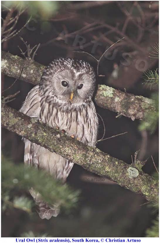christian artuso birds wildlife a few owls of south korea great grey owl size