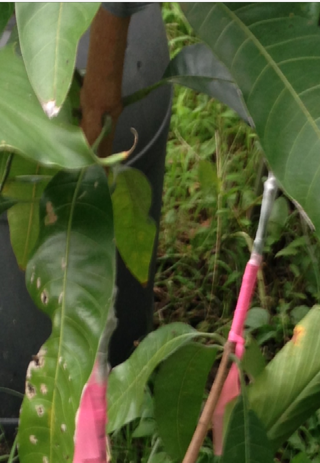 Jumugfarmer Natural Organic Farm mango veneer grafting 芒果嫁接