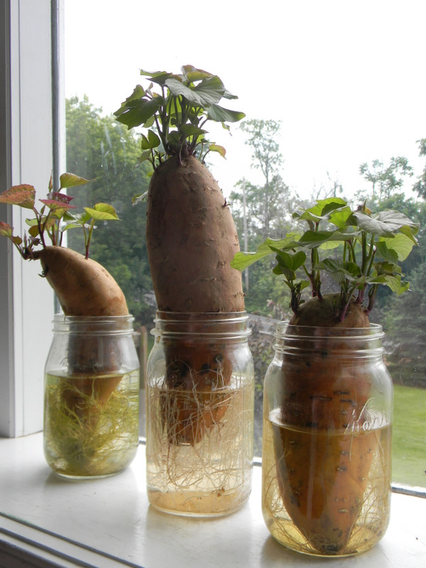 Home Joys Grow, Eat, Enjoy Sweet Potatoes
