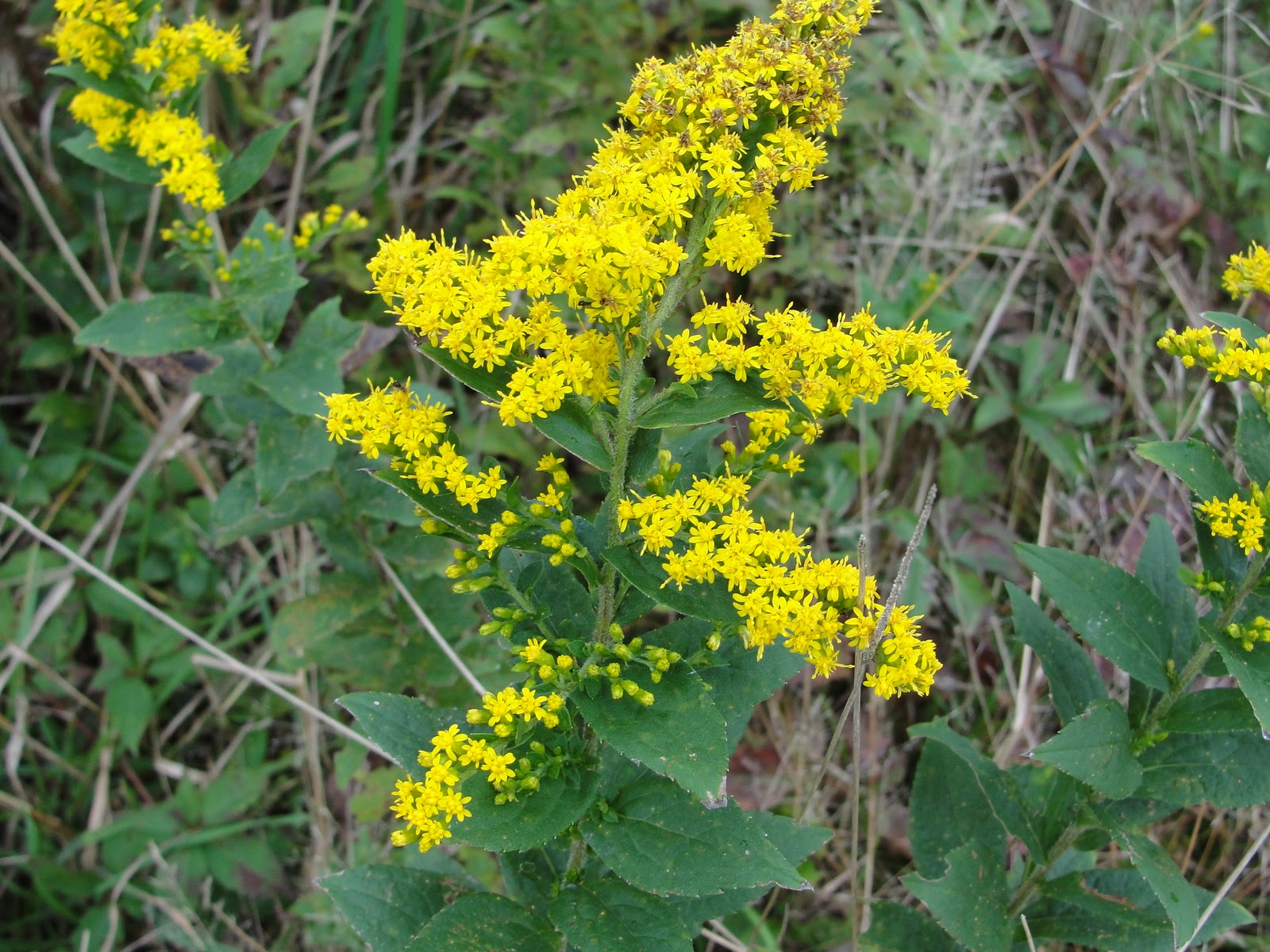 seaside goldenrod Mary Richmond's Cape Cod Art and Nature
