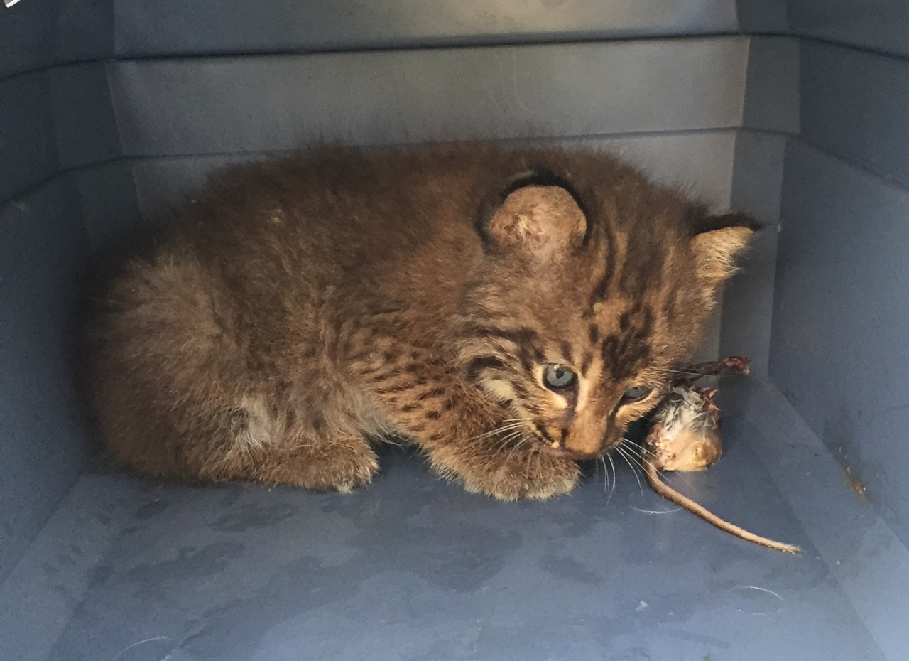 Julie Zickefoose on Blogspot Feeding the Bobcat