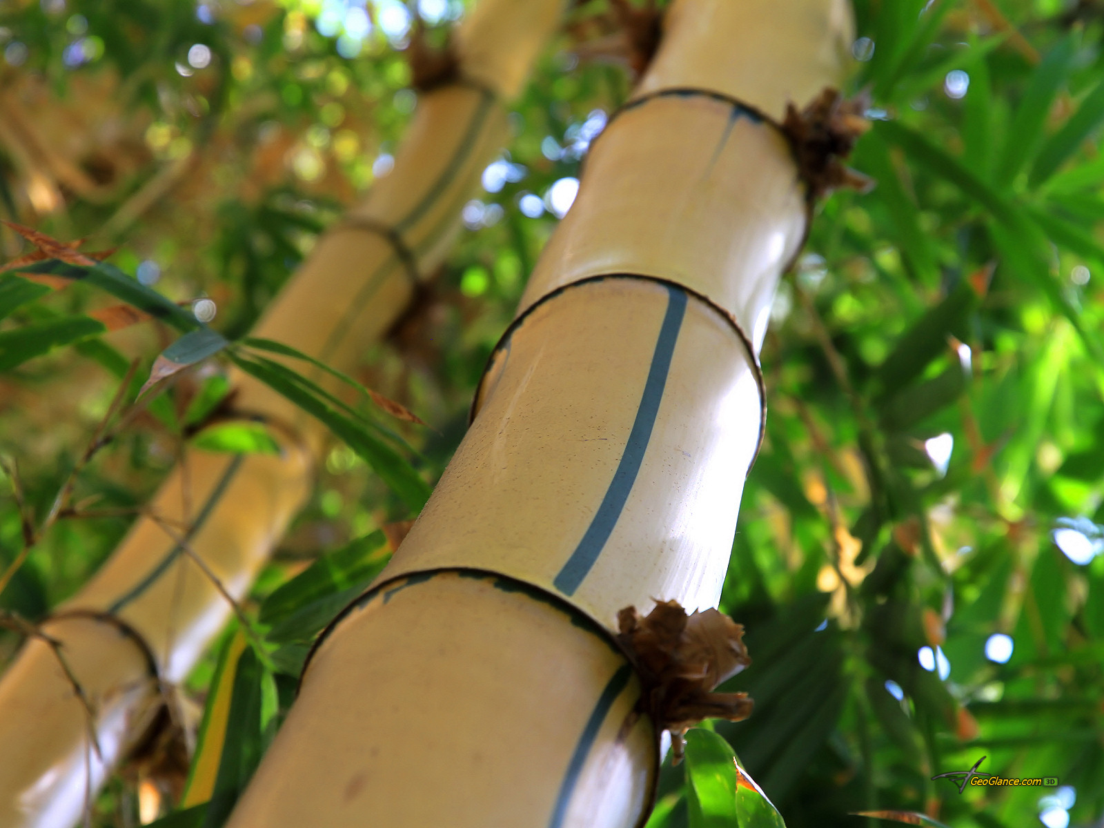 Bamboo Wallpaper: Bamboo Textured Wallpaper