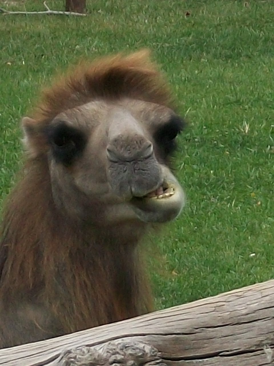 Camel at Tautphaus Park