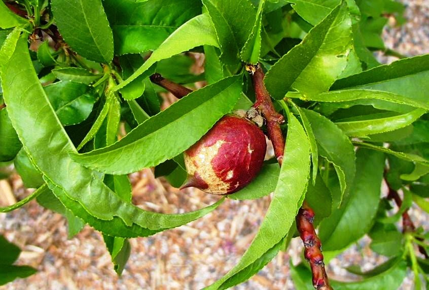 Xtremehorticulture of the Desert Nectarine Fruit Scarring Spray for