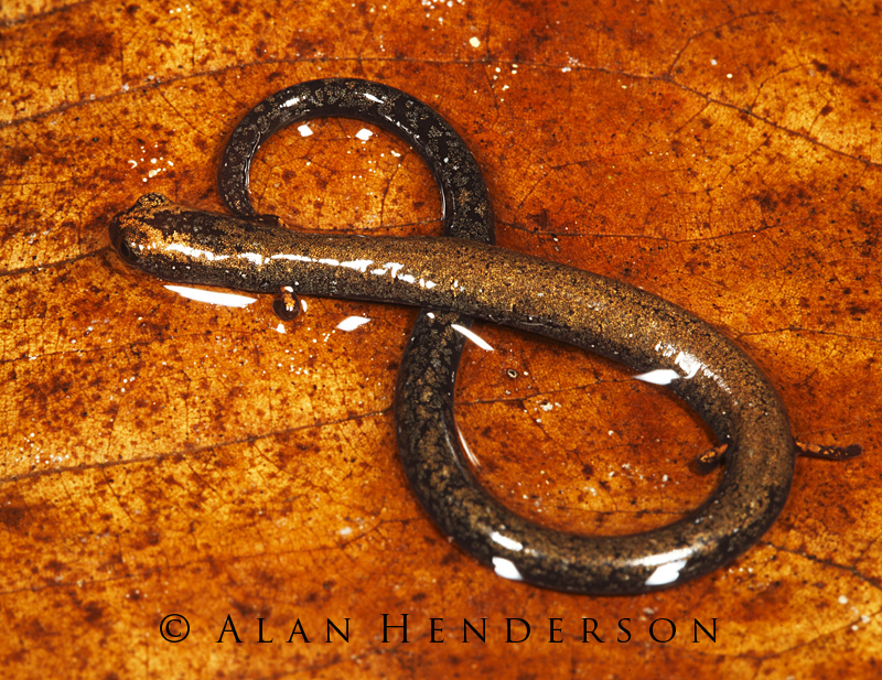 The Salamander Key