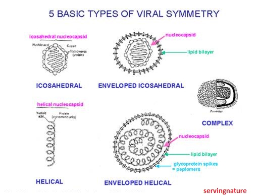 Healthy BodyHealthy Mind Virology