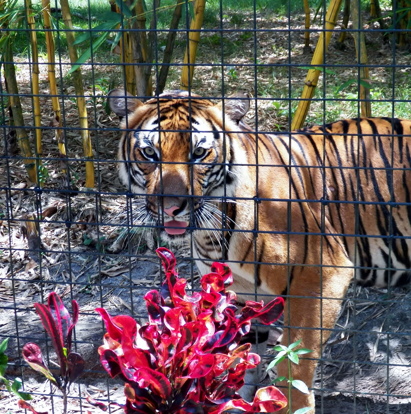 My Backyard Naples ZOO