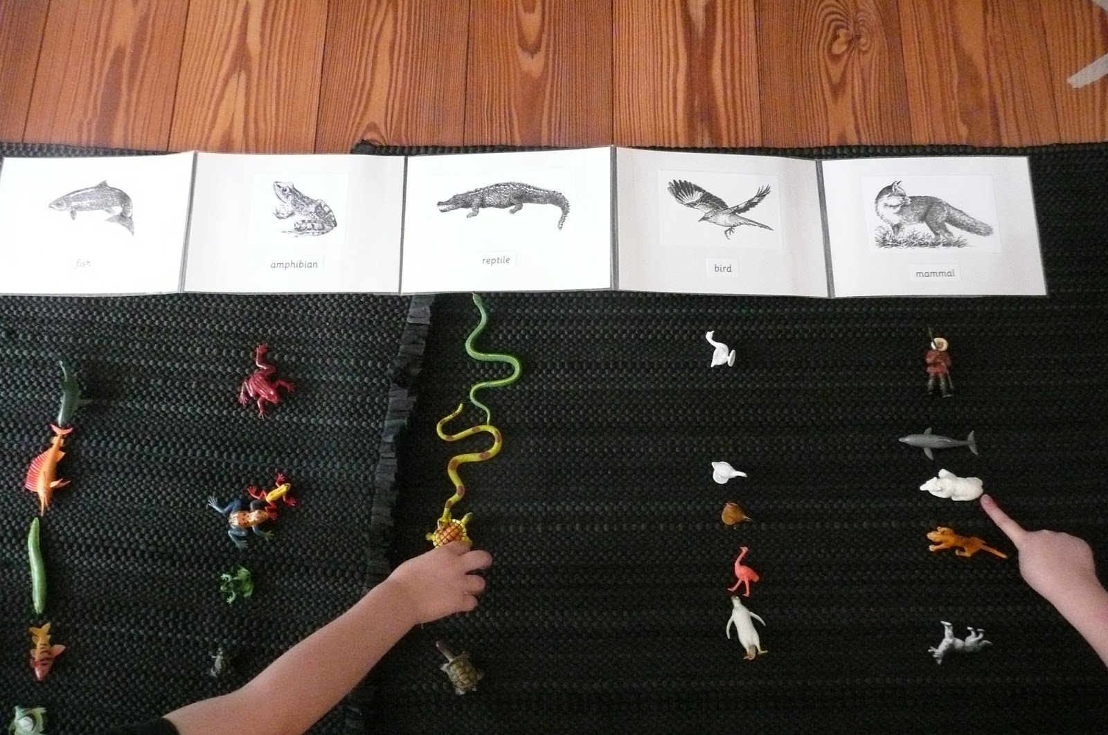 Montessori Teachings Vertebrate Classification