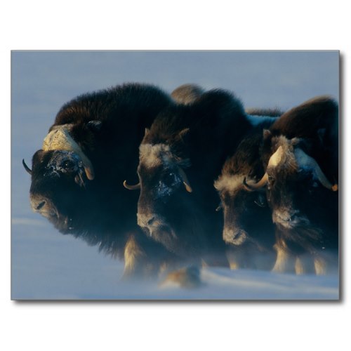 Musk-oxen Huddle Together in Chilly Winds | Wildlife Photo Postcard